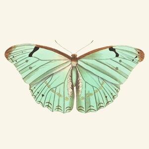 Mint Green Butterfly Printable Art, Vintage Insect Illustration ...