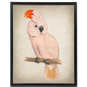 Impression d'art perroquet, illustration vintage de cacatoès à huppe jaune, impression d'art mural oiseau, téléchargement immédiat, impression numérique