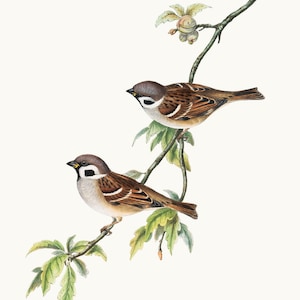 Pájaro gorrión arborícola, imágenes prediseñadas para imprimir, ilustración de pájaro vintage, uso comercial, archivo PNG con fondo transparente, descarga instantánea