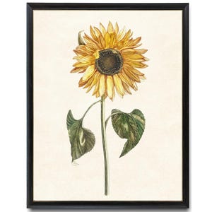 Vintage Sunflower Printable Art, Yellow Flower Antique Illustration, Autumn Botanical Wall Art Print INSTANT DOWNLOAD