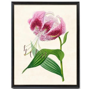 Impresión digital de lirio japonés rosa, ilustración floral vintage, arte mural botánico imprimible, descarga instantánea