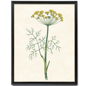 Digital Download 8x10  Art Print / Flowering Dill Plant Vintage Botanical Illustration Printable Wall Art