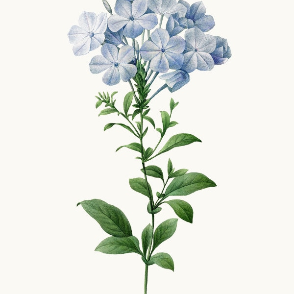 Blue Plumbago Flowers Clipart, P.J. Redoute Vintage Flower Illustration, Commercial Use, Transparent Background PNG File PRINTABLE