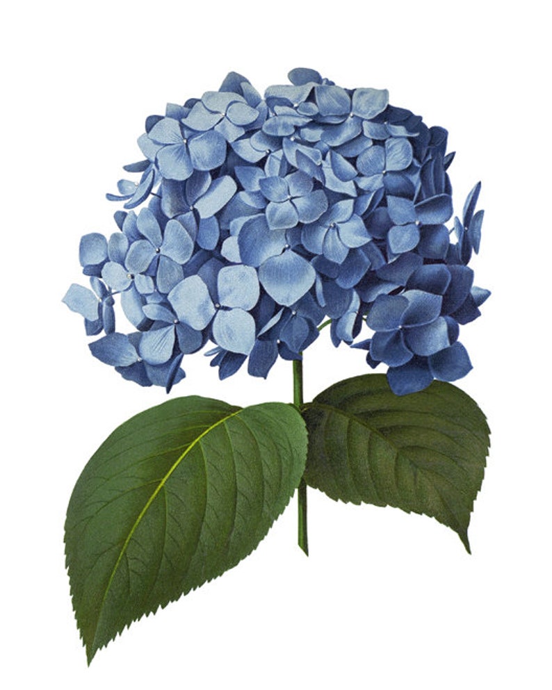 Printable Blue Flowers Set