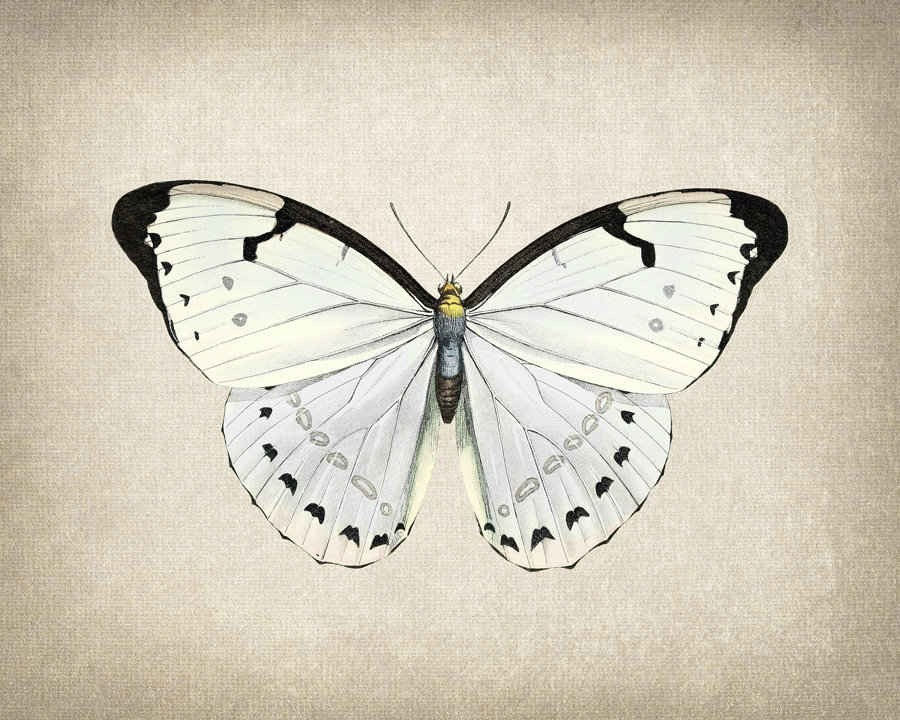 White Morpho Butterfly Printable Art Vintage Insect - Etsy