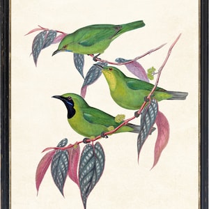 Op de afbeelding: Drie groene vogels met zwarte ogen en gele snavels zitten op een tak met roze en groene bladeren. De vogels zijn in een vintage stijl illustratie.