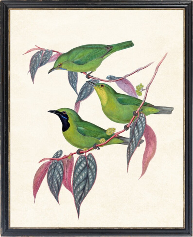 Op de afbeelding: Drie groene vogels met zwarte ogen en gele snavels zitten op een tak met roze en groene bladeren. De vogels zijn in een vintage stijl illustratie.