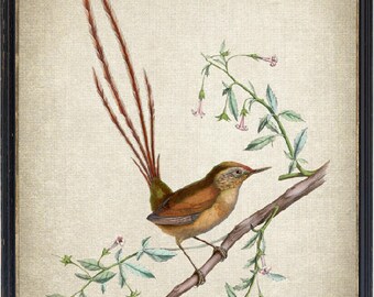 Bird Art Print, Des Murs's Wiretail Vintage Bird Illustration, Instant Download Wall Art Printable