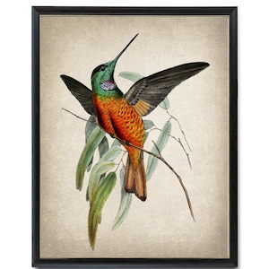 Impression d'art colibri, illustration vintage de fronton étoile à gorge bleue, art mural oiseau imprimable téléchargement immédiat