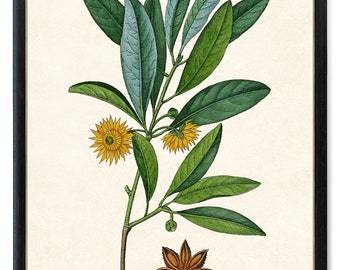 Star Anise Plant Digital Print, Antique Botanical Illustration, Printable Kitchen Wall Art INSTANT DOWNLOAD