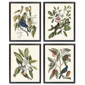 Pássaros Mark Catesby de 11 x 14 polegadas, conjunto de 4 imprimíveis, ilustrações de pássaros vintage, pássaros antigos e arte de parede botânica. DOWNLOAD INSTANTÂNEO.