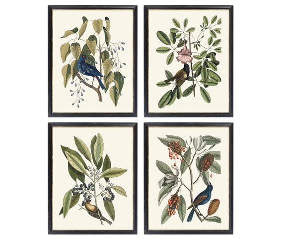 11x14 Inch Mark Catesby Birds, Set of 4 Printables, Vintage Bird Illustrations, Antique Bird and Botanical Wall Art INSTANT DOWNLOAD