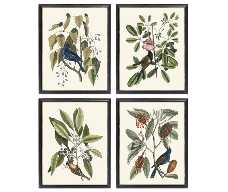 May include: Set of four botanical prints featuring birds perched on branches with green leaves and colorful flowers. The prints have a vintage aesthetic and are framed in black.