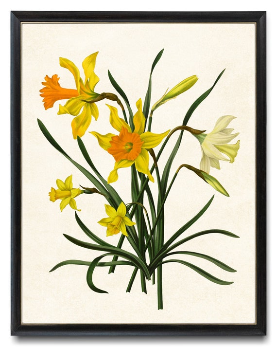 Yellow Daffodil Flower Instant Download Digital (Instant Download) 