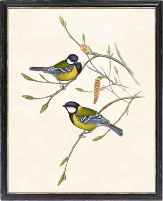 Print up to 24x30 Inches, Mountain Tit Birds Printable, Vintage