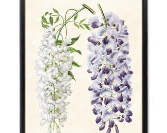 White and Purple Wisteria Printable Art, Vintage Flower Illustration, Botanical Wall Art Print INSTANT DOWNLOAD