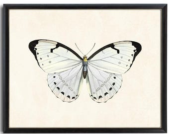White Morpho Butterfly Printable Art, Vintage Insect Illustration, Natural History, Minimal Wall Art Decor INSTANT DOWNLOAD