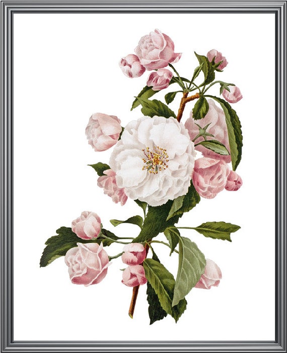 Botanical Wall Art Printable Pink Crab Apple Blossoms Vintage Image 0