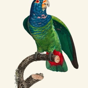 May include: A green and blue parrot with red accents perched on a branch. The parrot has a blue head and neck, green body, and red undertail feathers.