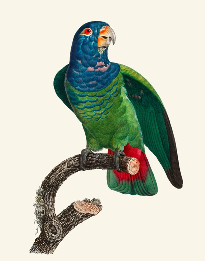May include: A green and blue parrot with red accents perched on a branch. The parrot has a blue head and neck, green body, and red undertail feathers.