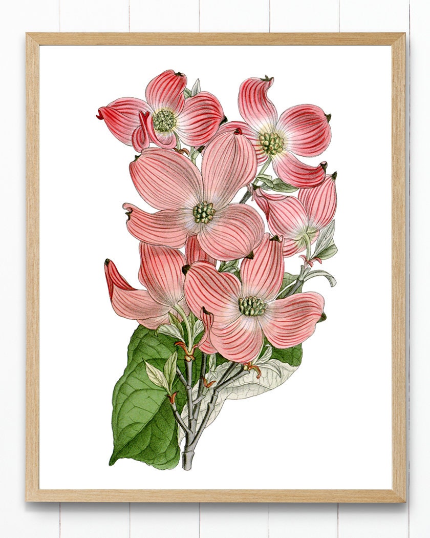 ピンクの花が咲くハナミズキのプリント、「Cornus Florida