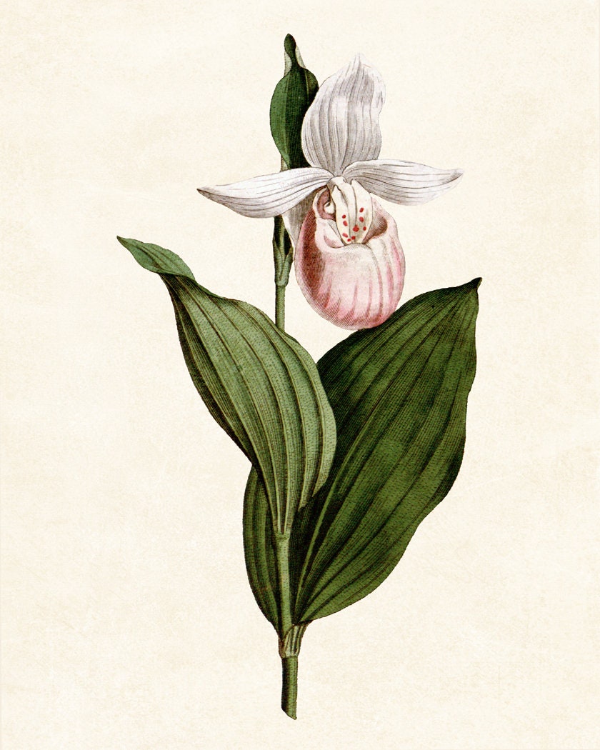 Pink 2024 lady's slipper