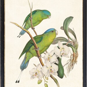 May include: A framed print featuring two green and blue parrots perched on a branch, with white orchid flowers and green leaves. The artwork has a vintage botanical illustration style, set against a cream background, and framed in black.