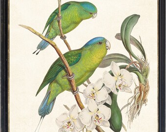 11x14 Parrots and Orchids Printable, Vintage Illustration, Bird and Botanical Wall Art Print INSTANT DOWNLOAD