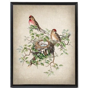 Fågel- och botanisk vintagekonst, illustration av gråsiska fåglar, fågelbo och ägg naturhistoria, digitalt tryck av direkt väggkonst för nedladdning bild 1