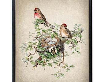 Vogels en botanische vintage kunst, barmsijsvogels illustratie, vogelnest en natuurlijke historie van eieren, instant kunst aan de muur download digitale print
