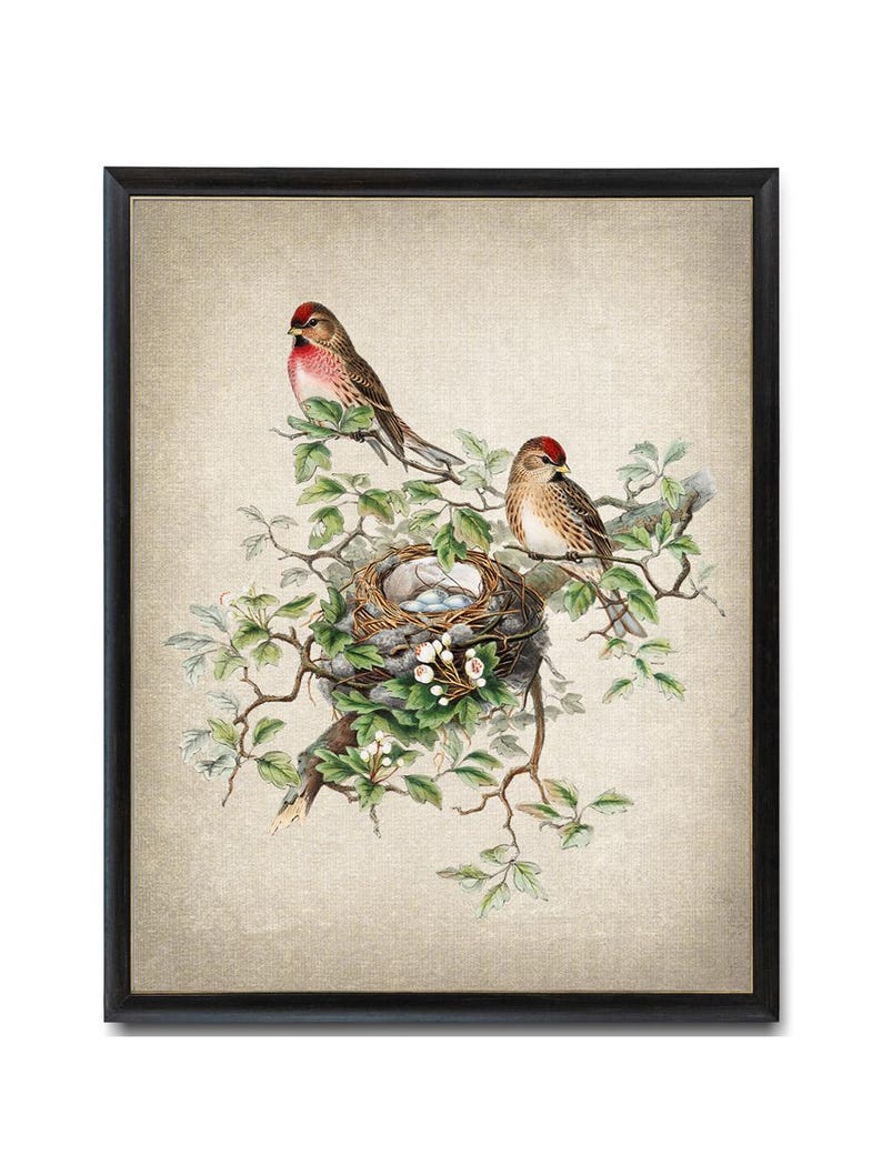 Fågel- och botanisk vintagekonst, illustration av gråsiska fåglar, fågelbo och ägg naturhistoria, digitalt tryck av direkt väggkonst för nedladdning bild 1