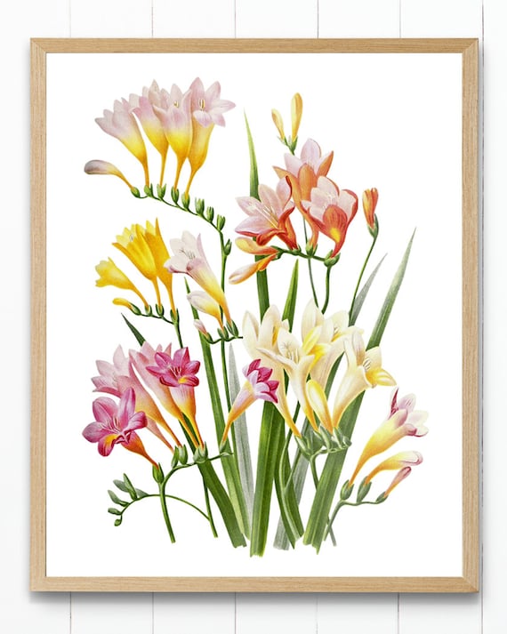 Print up to 24x30 Inches Multi Colored Freesia Flowers Digital