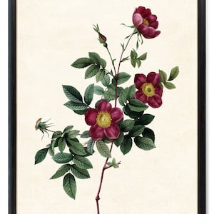 Crimson Flowers Printable, Alpine Roses Vintage Flower Illustration, Botanical Wall Art Print INSTANT DOWNLOAD