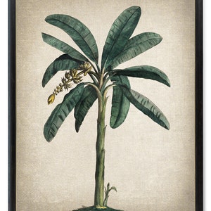 Tropical Banana Plant Printable, Vintage Illustration, Botanical Wall Art Print INSTANT DOWNLOAD