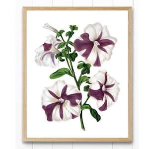 Lila und weiße Petunien Digitaldruck, Vintage Blumen Illustration, druckbare Petunien Blumen botanische Wandkunst SOFORTIGER DOWNLOAD