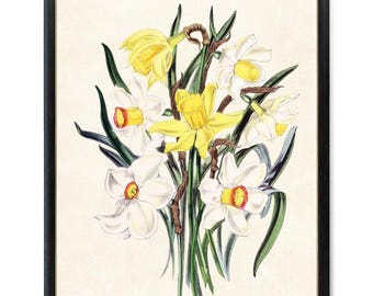 Descarga digital de flores primaverales de narcisos, ilustración vintage de "Narcissus Hybrids", arte mural botánico imprimible