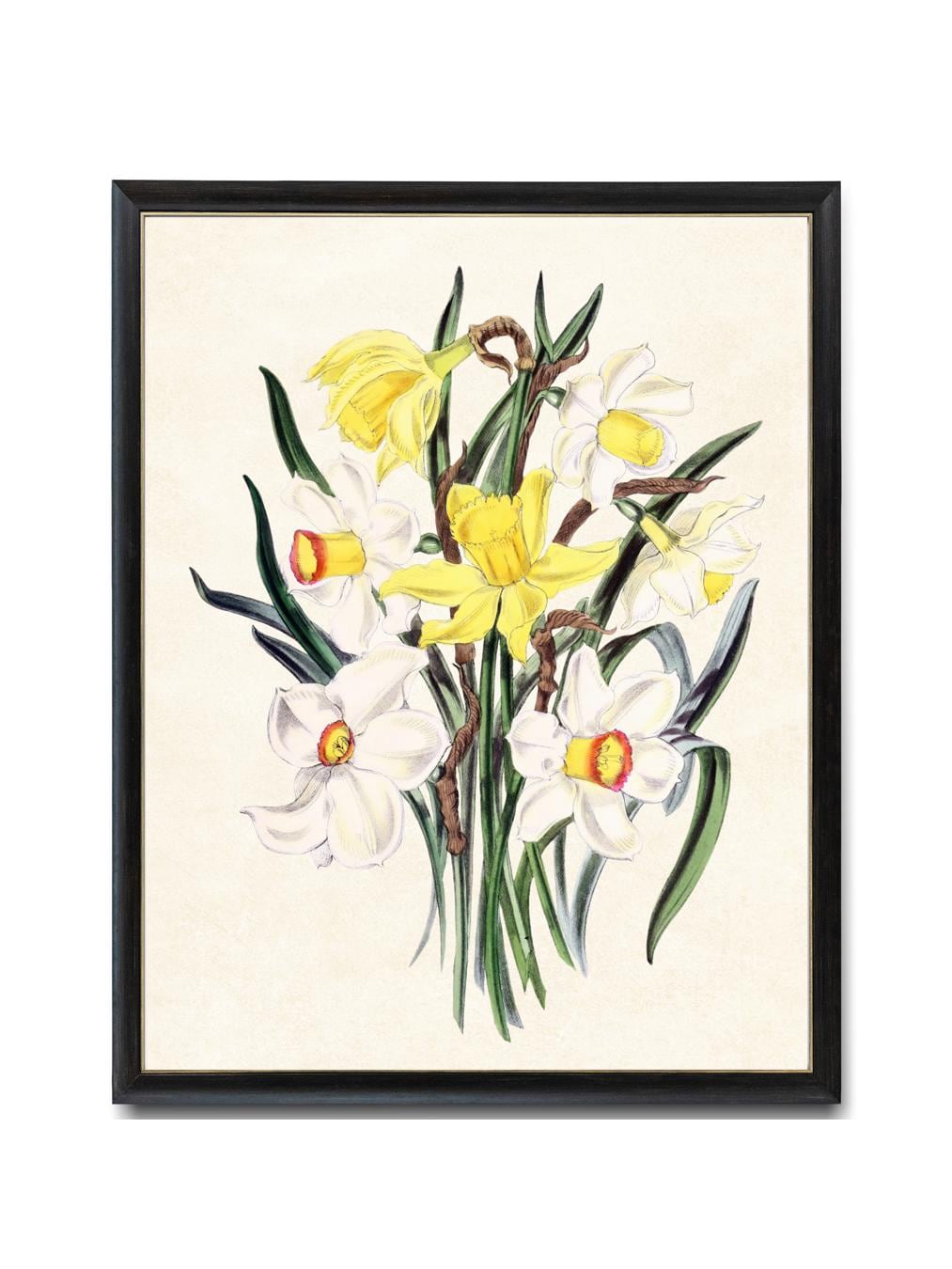 水仙の春の花のデジタルダウンロード、「ナルキッソス・ハイブリッド