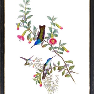 Hummingbird Art Print Blue-neck Azure Crown Hummingbirds - Etsy