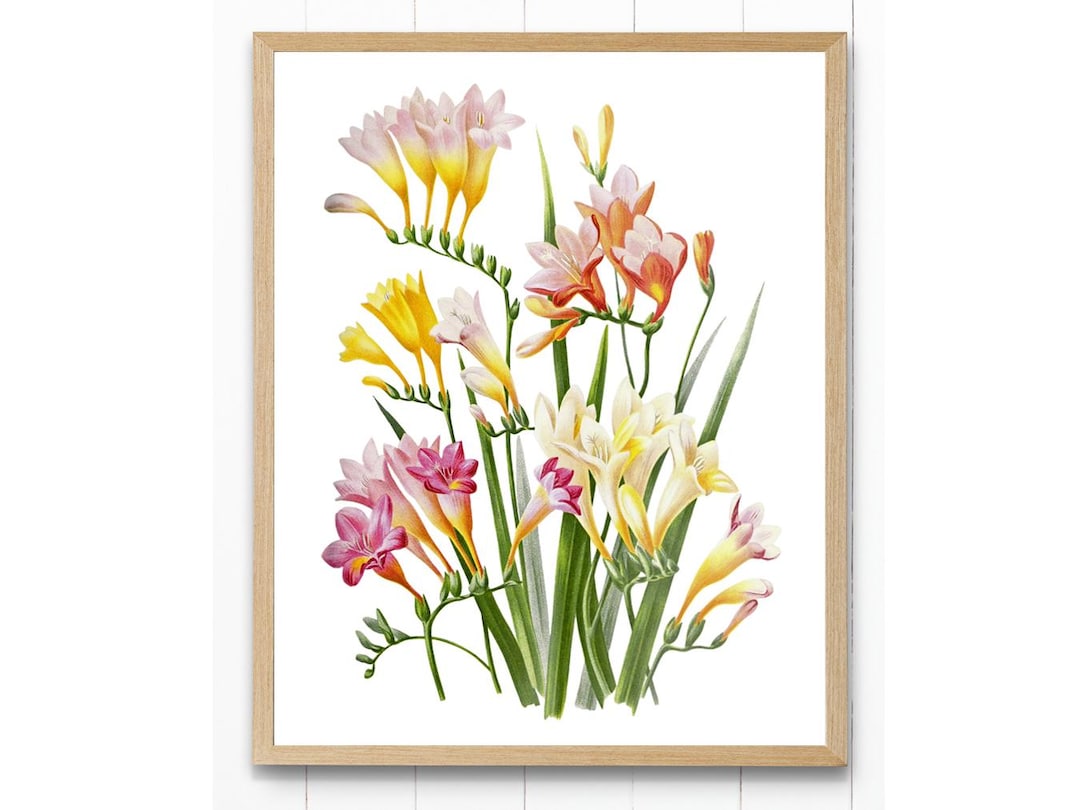 絵画 freesia  sizeF3 絵画 freesia sizeF3 Freesia | Print – Art by Robin Klinger