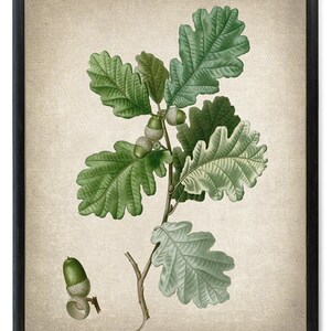 May include: A vintage botanical illustration of an oak branch with green leaves and acorns. The image is on a beige background.