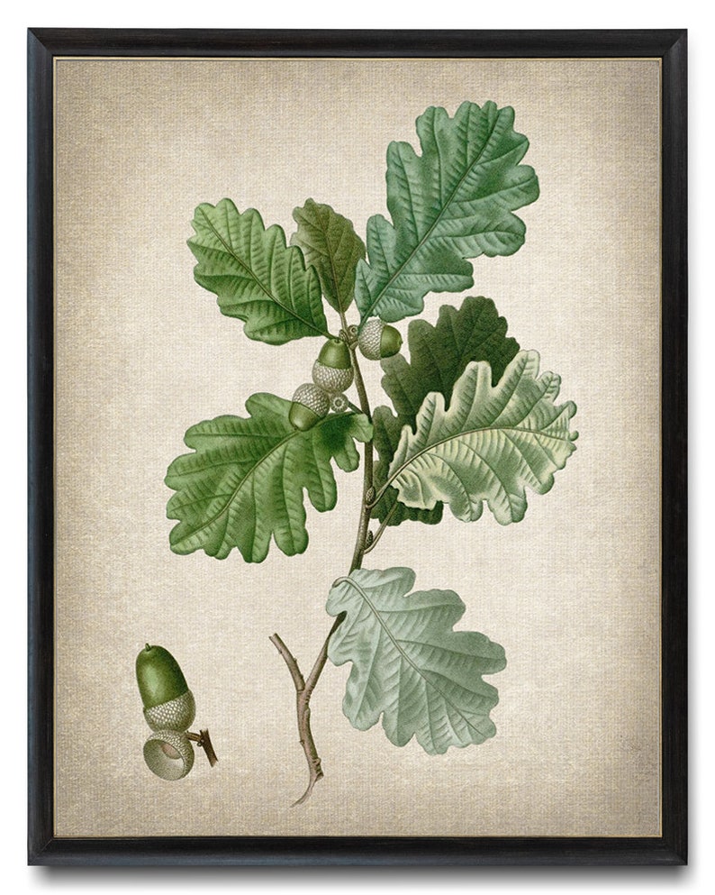 May include: A vintage botanical illustration of an oak branch with green leaves and acorns. The image is on a beige background.