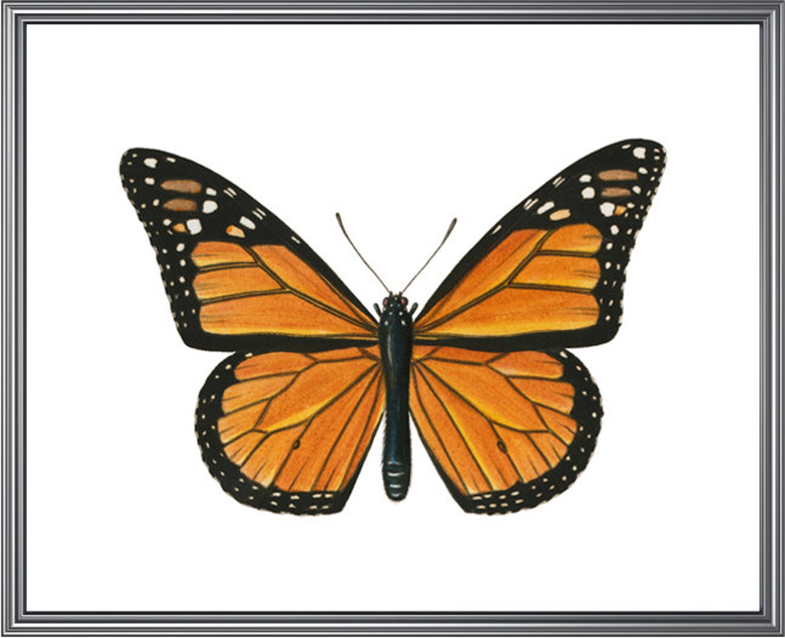 Monarch Butterfly Printable Art Vintage Insect Illustration - Etsy