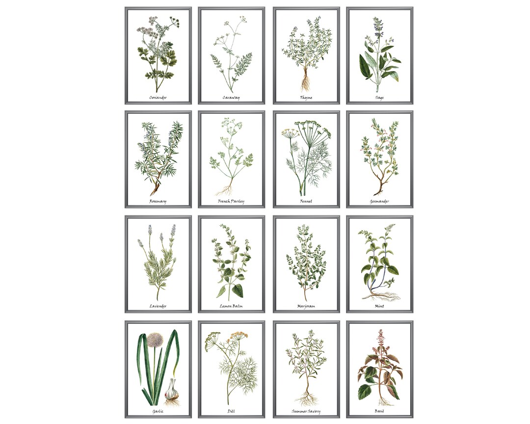 Kitchen Herb Printables 4x6 Inch Set of 16 Antique - Etsy