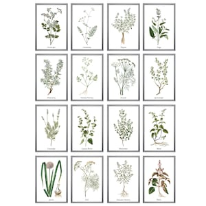 以下が含まれることがあります： 白い背景に銀色の額縁で飾られた、ハーブとスパイスのボタニカルイラスト16点セット。イラストはヴィンテージスタイルで、葉、花、根など、植物の詳細な描写がされています。ハーブとスパイスの名前は、各イラストの下に印刷されています。