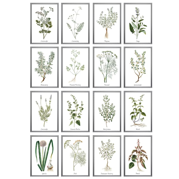 Herbs Wall Art - Etsy