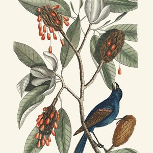 May include: A blue bird with a red patch on its wings perched on a branch of a magnolia tree with white flowers and red seed pods.