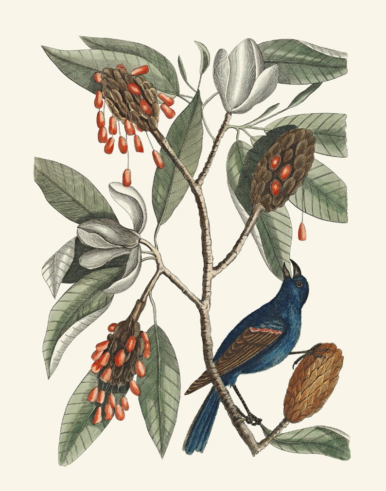 May include: A blue bird with a red patch on its wings perched on a branch of a magnolia tree with white flowers and red seed pods.