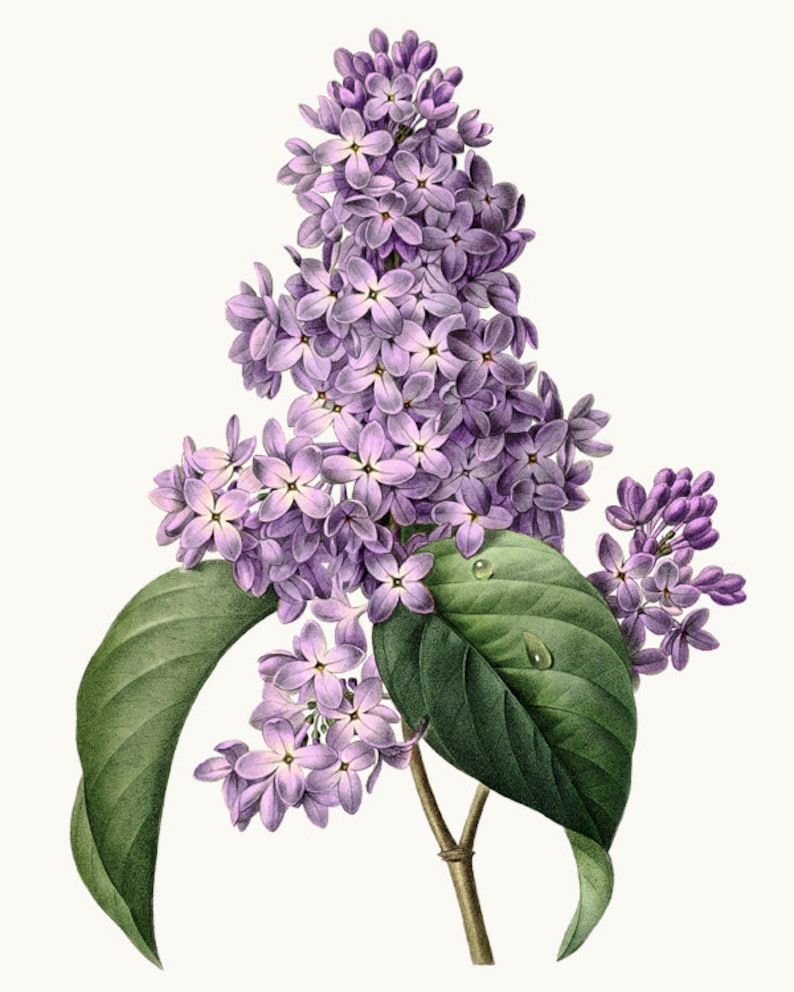 Purple Lilacs Vintage Illustration Lilac Flower Clipart Etsy