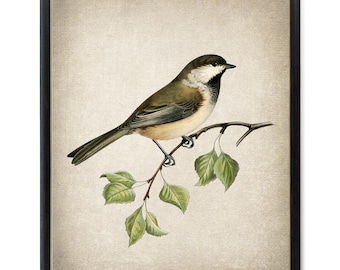 Afdrukbare vogel, 'Grey Headed Chickadee' vintage illustratie, ornithologie natuurhistorie, kunst aan de muur Print INSTANT DOWNLOAD