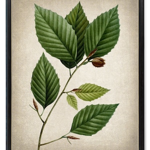 May include: A vintage botanical illustration of a branch with green leaves and brown seed pods. The illustration is on a textured beige background.